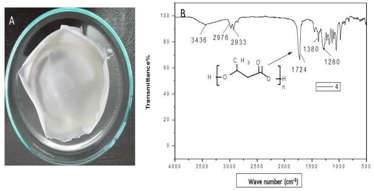 https://cdn.ncbi.nlm.nih.gov/pmc/blobs/07a9/8625221/a57266aac4a9/microorganisms-09-02395-g003.jpg