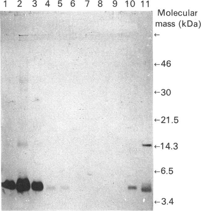 https://cdn.ncbi.nlm.nih.gov/pmc/blobs/07ac/1150044/daaa964083f7/biochemj00162-0264-a.jpg