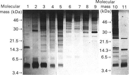 https://cdn.ncbi.nlm.nih.gov/pmc/blobs/07ac/1150044/f930ade331f6/biochemj00162-0263-a.jpg