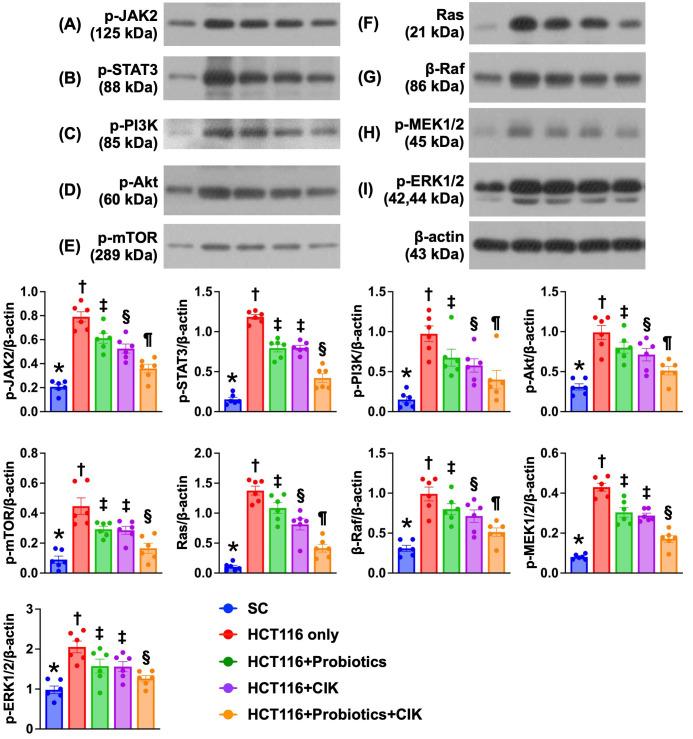 https://cdn.ncbi.nlm.nih.gov/pmc/blobs/07b0/11628340/905e56d60e92/ijbsv20p6162g009.jpg