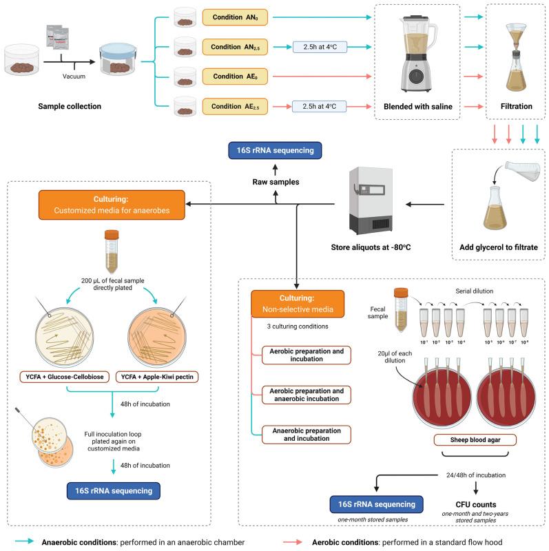 https://cdn.ncbi.nlm.nih.gov/pmc/blobs/07b3/10535047/77f1ea2afb60/microorganisms-11-02238-g001.jpg