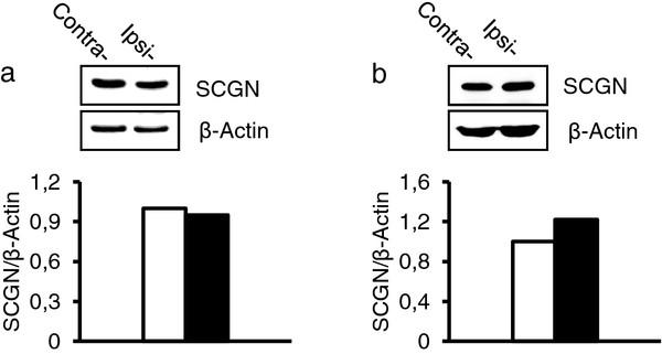 https://cdn.ncbi.nlm.nih.gov/pmc/blobs/07b3/3560279/931a20e205b0/1744-8069-8-80-8.jpg
