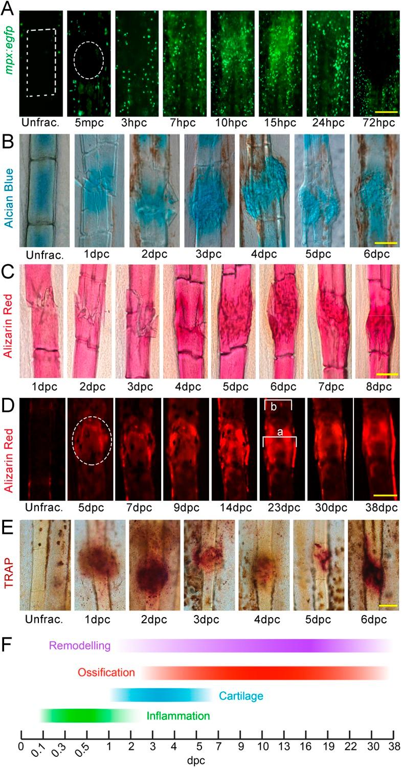 https://cdn.ncbi.nlm.nih.gov/pmc/blobs/07c1/6765199/f7ea84f9a321/dmm-12-037630-g1.jpg