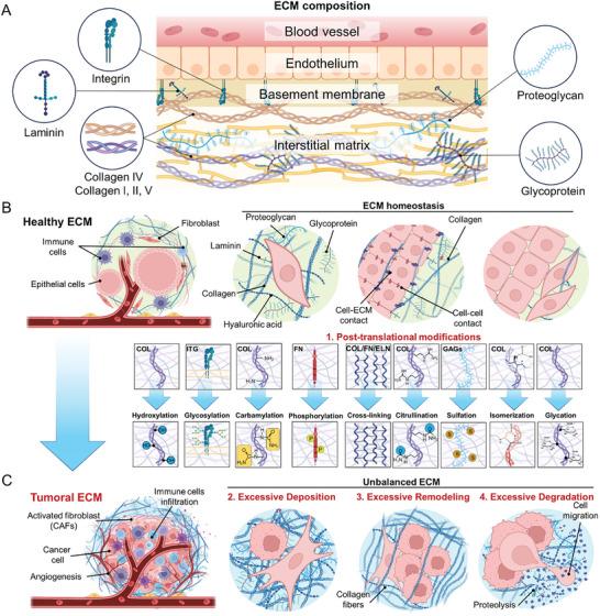 https://cdn.ncbi.nlm.nih.gov/pmc/blobs/07c6/11727388/11dc401354f1/ADVS-12-2409898-g018.jpg