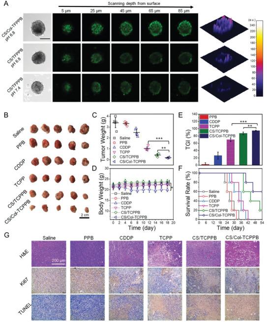 https://cdn.ncbi.nlm.nih.gov/pmc/blobs/07c6/11727388/43ceb52cb0fa/ADVS-12-2409898-g007.jpg