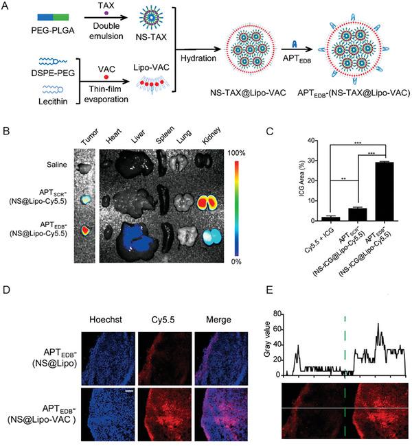 https://cdn.ncbi.nlm.nih.gov/pmc/blobs/07c6/11727388/c614b6b31769/ADVS-12-2409898-g001.jpg