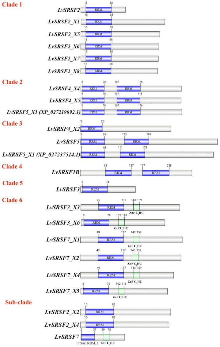 https://cdn.ncbi.nlm.nih.gov/pmc/blobs/07c9/12250561/584db6dee12b/ijms-26-05981-g002.jpg