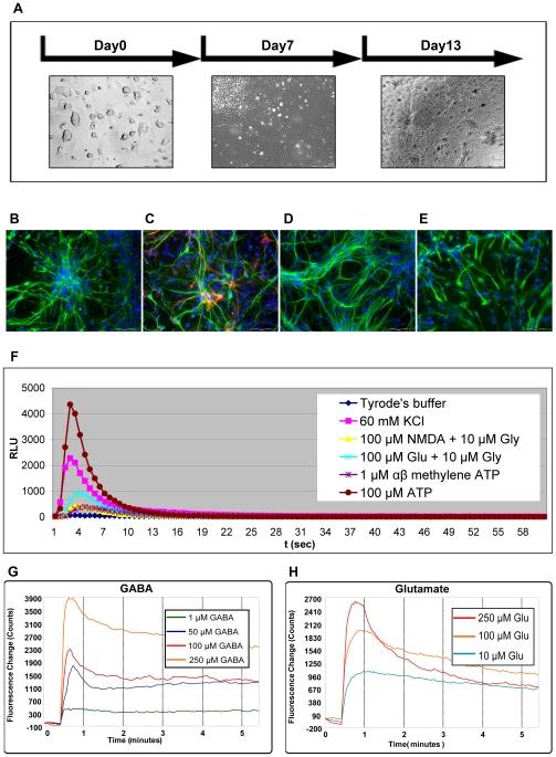 https://cdn.ncbi.nlm.nih.gov/pmc/blobs/07c9/2811732/c544be0a4d90/pone.0008882.g005.jpg