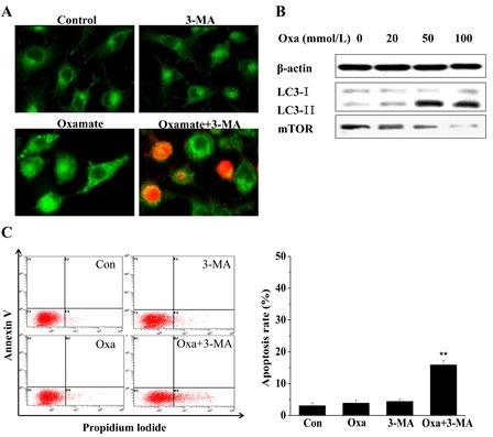 https://cdn.ncbi.nlm.nih.gov/pmc/blobs/07c9/4323009/2260dac78137/oncotarget-05-11886-g005.jpg