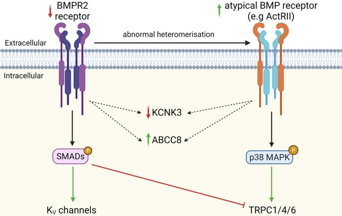 https://cdn.ncbi.nlm.nih.gov/pmc/blobs/07cd/8421048/ce7c6fcaa775/BST-49-1855-g0002.jpg