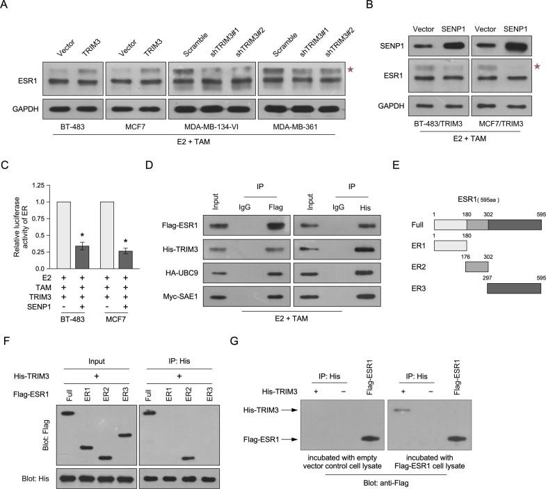 https://cdn.ncbi.nlm.nih.gov/pmc/blobs/07cf/8433133/235fab77b794/41389_2021_350_Fig4_HTML.jpg
