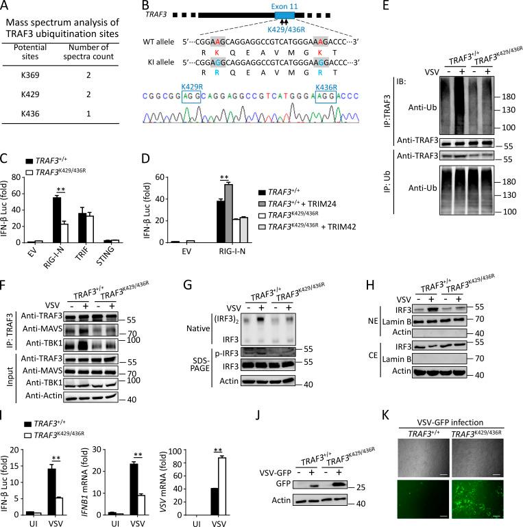 https://cdn.ncbi.nlm.nih.gov/pmc/blobs/07d5/7336305/4770682e28ac/JEM_20192083_Fig7.jpg