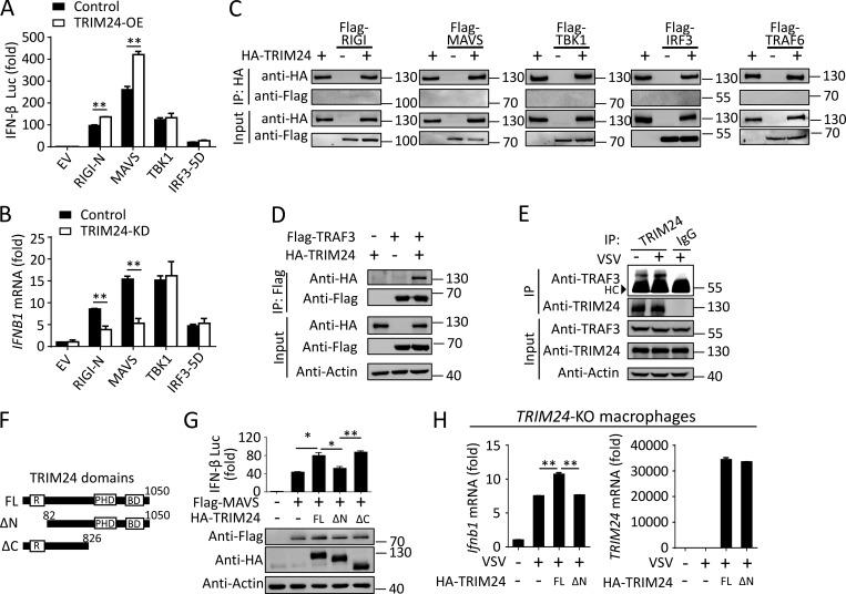 https://cdn.ncbi.nlm.nih.gov/pmc/blobs/07d5/7336305/633f1e3a17c0/JEM_20192083_Fig5.jpg