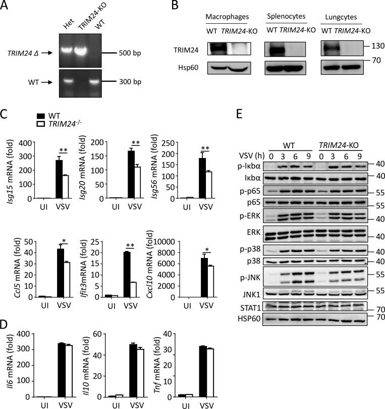 https://cdn.ncbi.nlm.nih.gov/pmc/blobs/07d5/7336305/8707a3dccdd3/JEM_20192083_FigS1.jpg