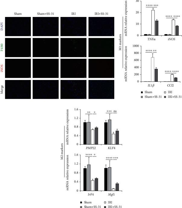 https://cdn.ncbi.nlm.nih.gov/pmc/blobs/07d6/8057883/798bd484b037/OMCL2021-6662156.004.jpg