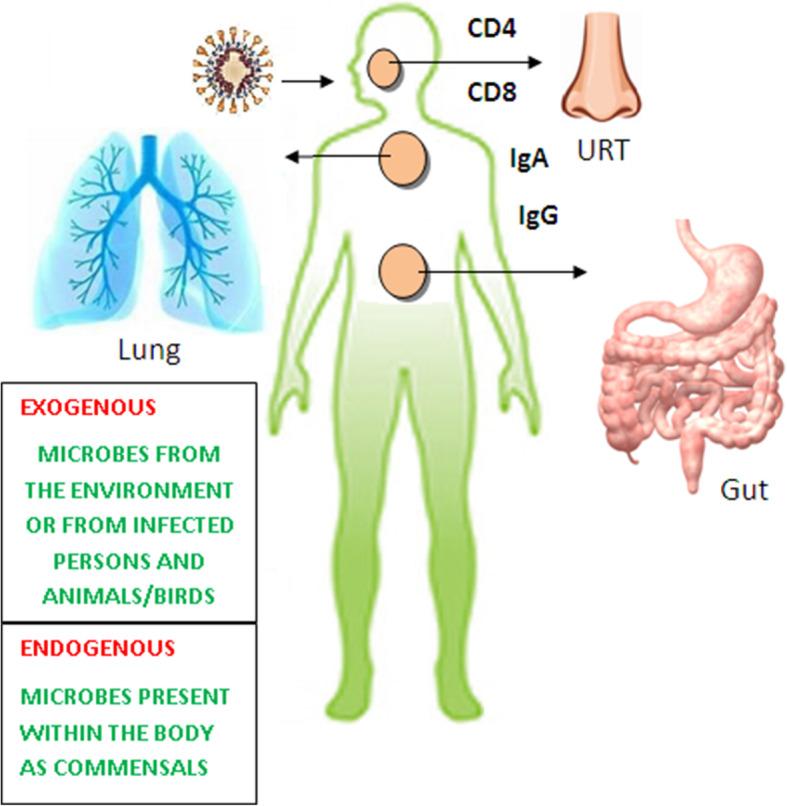 https://cdn.ncbi.nlm.nih.gov/pmc/blobs/07d7/8380112/f1d74d2f4ca7/43088_2021_134_Fig1_HTML.jpg