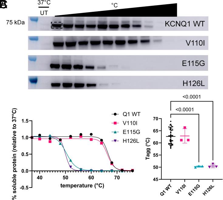 https://cdn.ncbi.nlm.nih.gov/pmc/blobs/07d8/11873829/c26b05cf117f/pnas.2412971122fig02.jpg