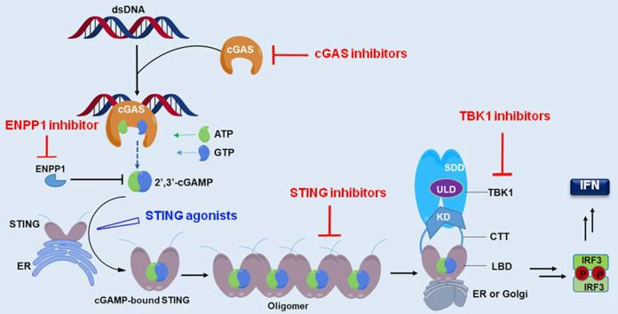 https://cdn.ncbi.nlm.nih.gov/pmc/blobs/07d9/7745059/72081aea7cb9/fx1.jpg