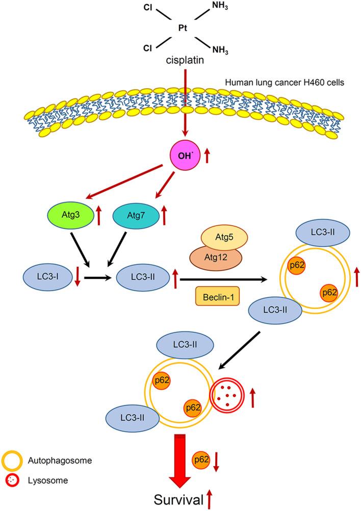 https://cdn.ncbi.nlm.nih.gov/pmc/blobs/07dc/8317380/45cc9e46e553/40659_2021_346_Fig8_HTML.jpg