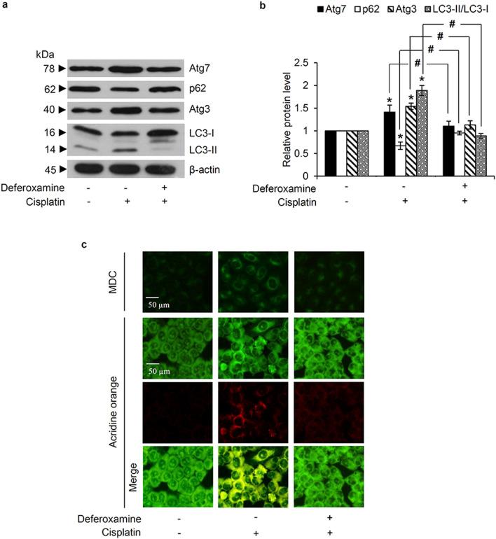 https://cdn.ncbi.nlm.nih.gov/pmc/blobs/07dc/8317380/fe22210ee303/40659_2021_346_Fig5_HTML.jpg