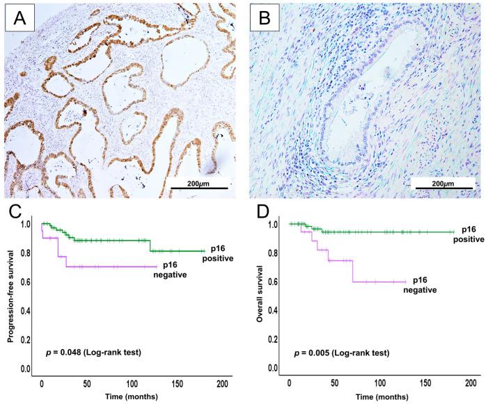 https://cdn.ncbi.nlm.nih.gov/pmc/blobs/07dd/12347983/1f1c9591c64e/ijms-26-07469-g003.jpg
