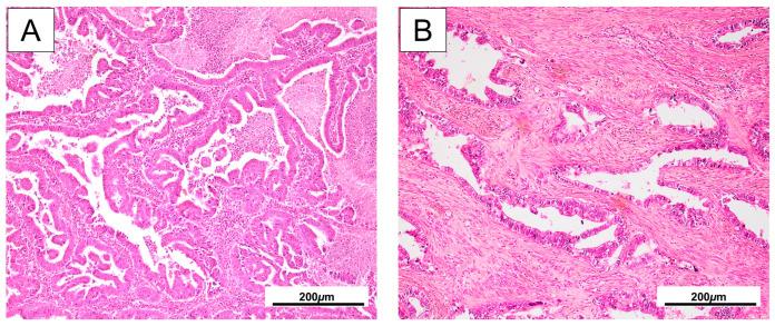 https://cdn.ncbi.nlm.nih.gov/pmc/blobs/07dd/12347983/6021c6b4f2ec/ijms-26-07469-g001.jpg