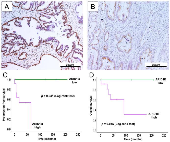 https://cdn.ncbi.nlm.nih.gov/pmc/blobs/07dd/12347983/a7723d1b2f8f/ijms-26-07469-g004.jpg