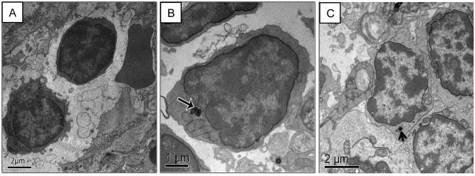 https://cdn.ncbi.nlm.nih.gov/pmc/blobs/07e0/4641670/dfdae756e380/pone.0140233.g005.jpg