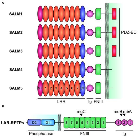 https://cdn.ncbi.nlm.nih.gov/pmc/blobs/07e9/5895706/23cc4bf678de/fnmol-11-00105-g0001.jpg