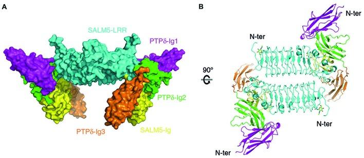 https://cdn.ncbi.nlm.nih.gov/pmc/blobs/07e9/5895706/4a6ef0e0df11/fnmol-11-00105-g0003.jpg