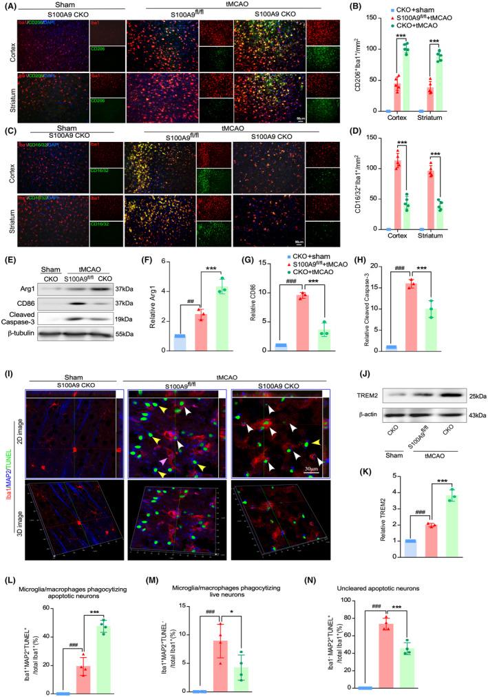 https://cdn.ncbi.nlm.nih.gov/pmc/blobs/07eb/11303267/efbca462b93b/CNS-30-e14881-g006.jpg