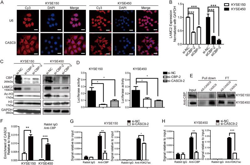 https://cdn.ncbi.nlm.nih.gov/pmc/blobs/07ed/6219493/27aeeb1abc47/41418_2018_84_Fig7_HTML.jpg