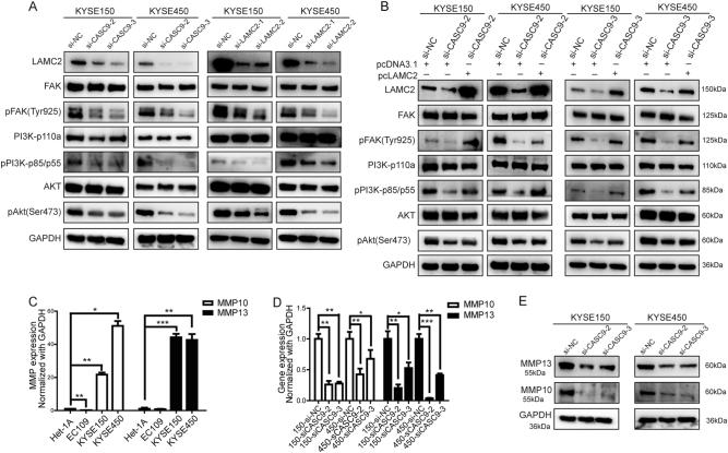 https://cdn.ncbi.nlm.nih.gov/pmc/blobs/07ed/6219493/43bef544c9ce/41418_2018_84_Fig6_HTML.jpg