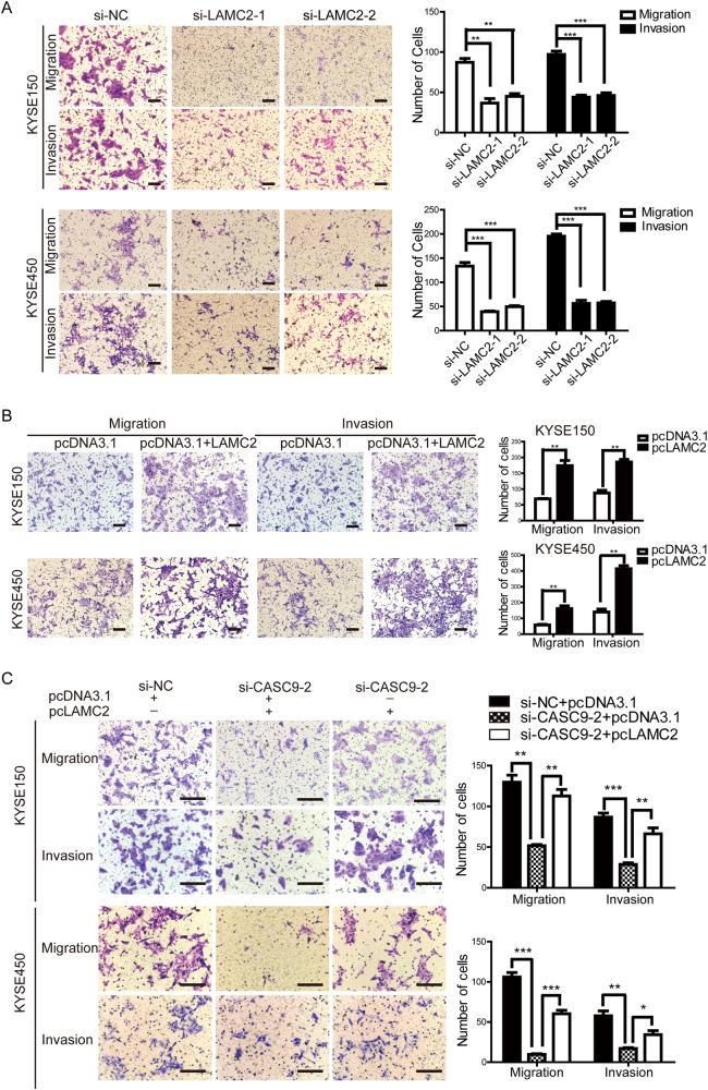 https://cdn.ncbi.nlm.nih.gov/pmc/blobs/07ed/6219493/df90048858c7/41418_2018_84_Fig5_HTML.jpg
