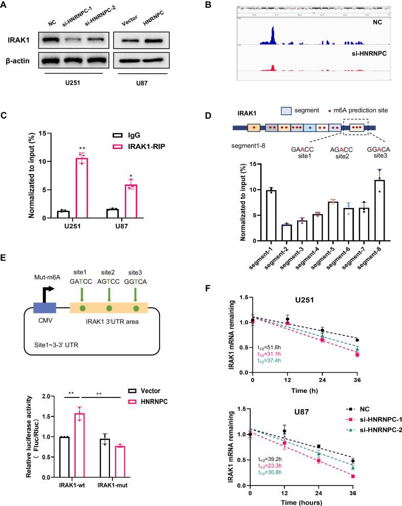 https://cdn.ncbi.nlm.nih.gov/pmc/blobs/07ee/11148022/201ef36f323f/41419_2024_6736_Fig4_HTML.jpg