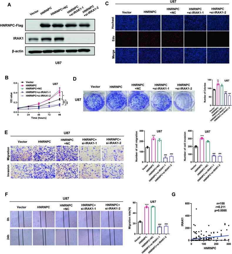 https://cdn.ncbi.nlm.nih.gov/pmc/blobs/07ee/11148022/96a24e9bfed9/41419_2024_6736_Fig6_HTML.jpg