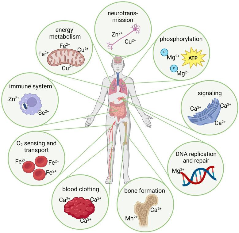 https://cdn.ncbi.nlm.nih.gov/pmc/blobs/07f0/11432215/63e2e4adbefd/ijms-25-10127-g001.jpg