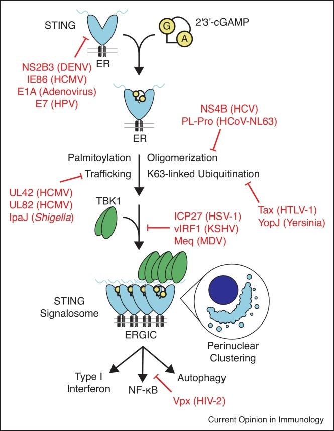 https://cdn.ncbi.nlm.nih.gov/pmc/blobs/07f0/7158794/36cafbdc64be/gr4_lrg.jpg