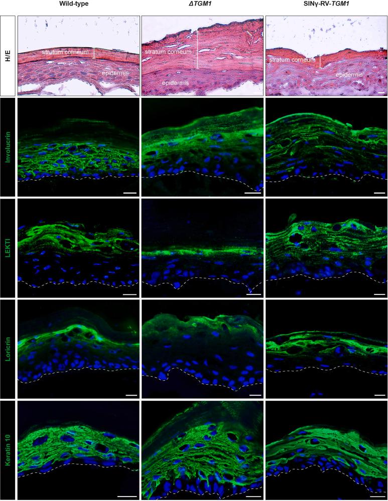 https://cdn.ncbi.nlm.nih.gov/pmc/blobs/07f2/11372595/79e30688e271/gr5.jpg