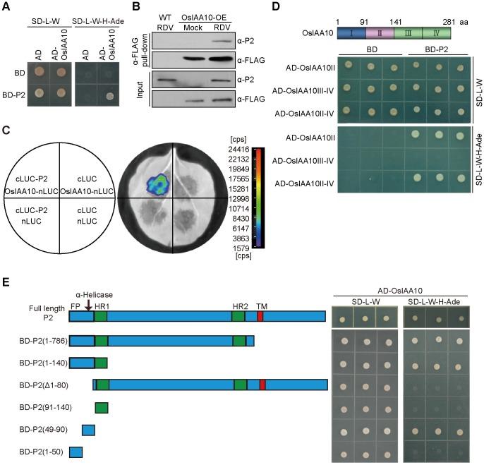 https://cdn.ncbi.nlm.nih.gov/pmc/blobs/07f5/5015840/2ec4b04c9ded/ppat.1005847.g002.jpg