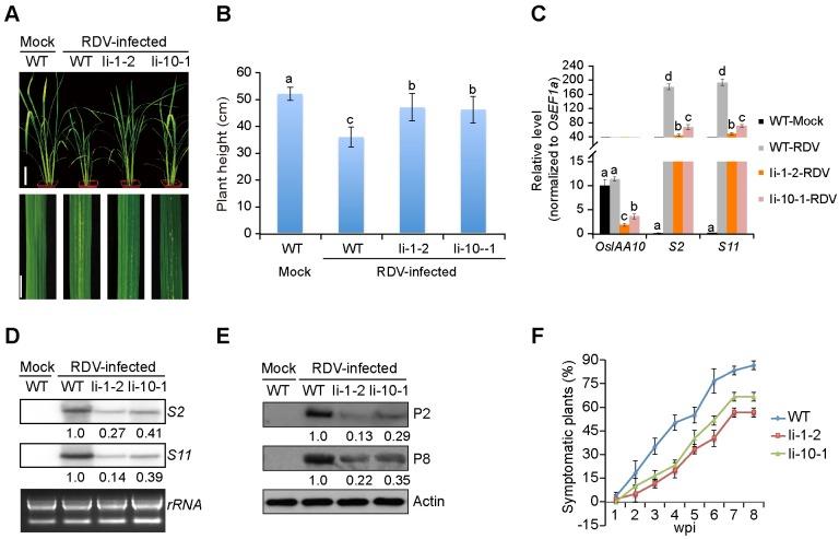 https://cdn.ncbi.nlm.nih.gov/pmc/blobs/07f5/5015840/36584da72621/ppat.1005847.g006.jpg