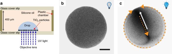 https://cdn.ncbi.nlm.nih.gov/pmc/blobs/07fb/7200706/b3420441e0f5/41467_2020_15713_Fig2_HTML.jpg