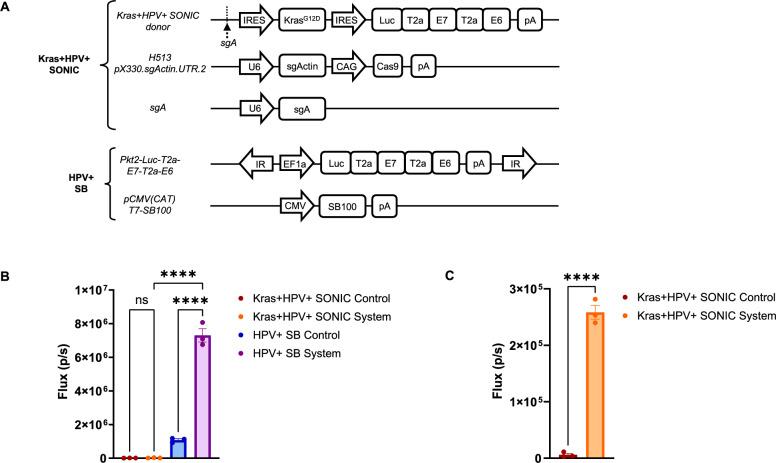 https://cdn.ncbi.nlm.nih.gov/pmc/blobs/0800/12175459/5e947adfa975/13578_2025_1427_Fig1_HTML.jpg