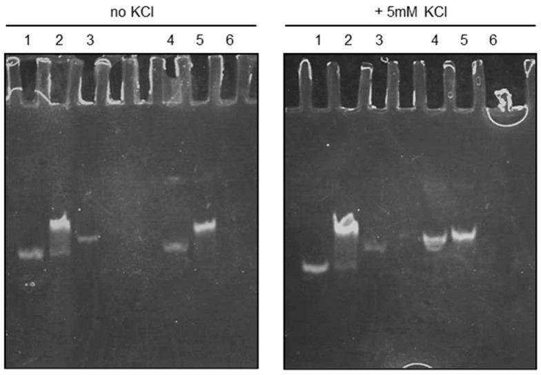 https://cdn.ncbi.nlm.nih.gov/pmc/blobs/0803/11130974/ae217c2287e1/biotech-13-00011-g005.jpg