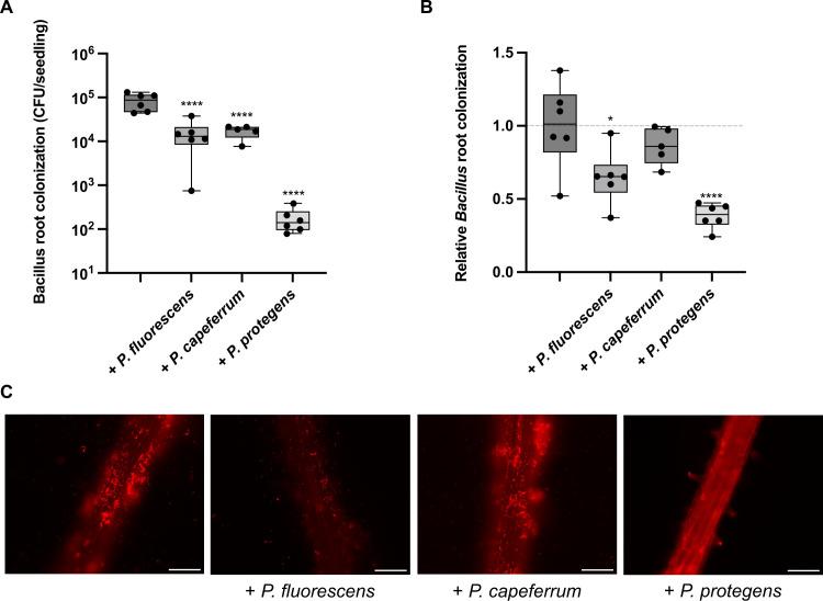 https://cdn.ncbi.nlm.nih.gov/pmc/blobs/0806/10878085/add3d9a5af95/msystems.00843-23.f001.jpg