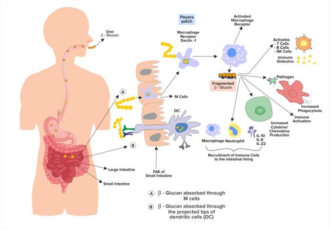 https://cdn.ncbi.nlm.nih.gov/pmc/blobs/0807/9793387/6f656726cd29/44187_2022_38_Fig2_HTML.jpg