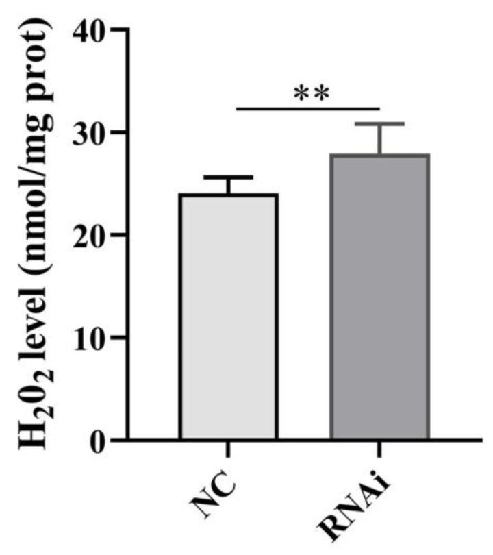 https://cdn.ncbi.nlm.nih.gov/pmc/blobs/0809/10297941/f5b4cc14bfed/ijms-24-10030-g010.jpg