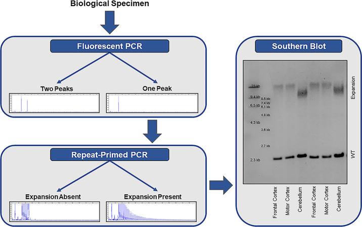 https://cdn.ncbi.nlm.nih.gov/pmc/blobs/080c/8053328/2cf5cbd52467/jnnp-2020-325377f02.jpg