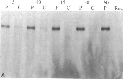 https://cdn.ncbi.nlm.nih.gov/pmc/blobs/080f/345427/ab69bc891712/pnas00608-0095-a.jpg