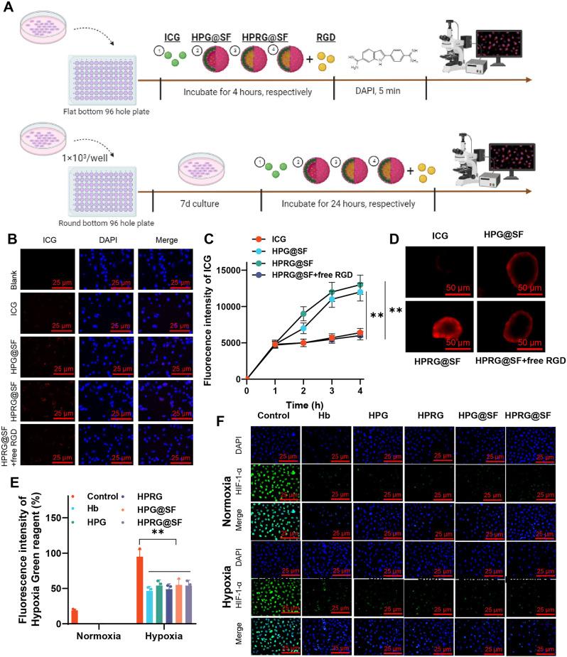 https://cdn.ncbi.nlm.nih.gov/pmc/blobs/0810/11318167/29b7995a4a3f/12951_2024_2717_Fig5_HTML.jpg
